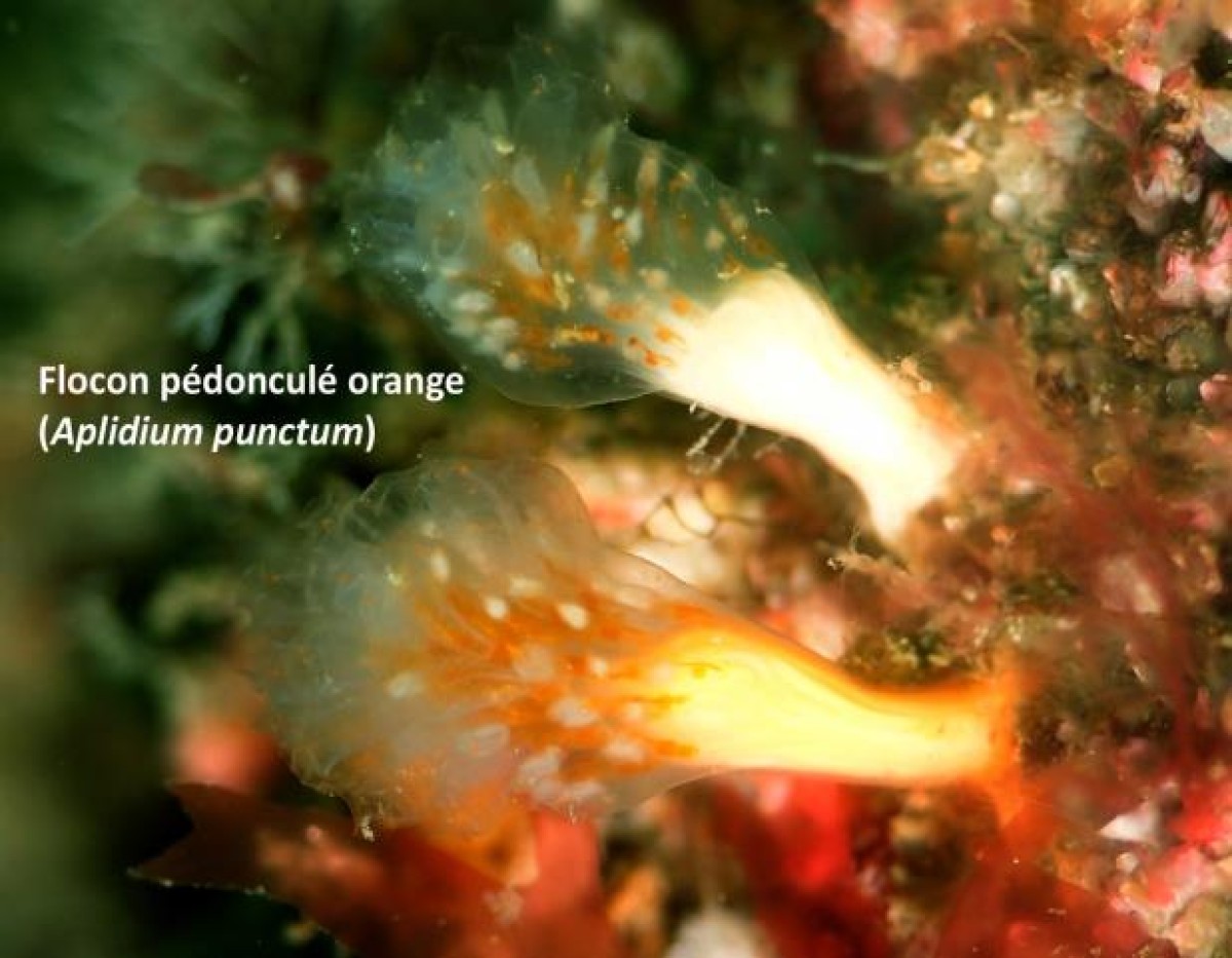 poisson