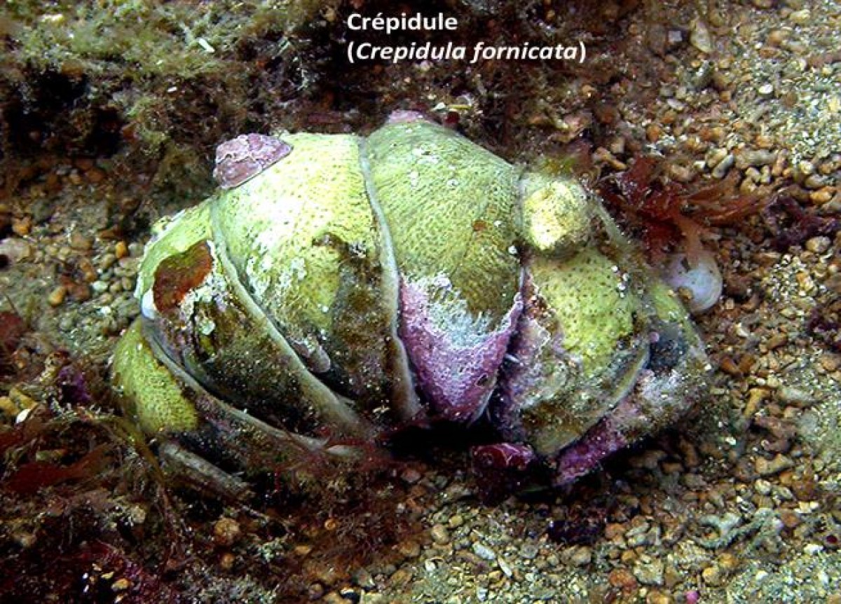 mollusque