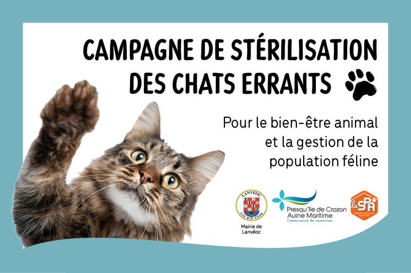 CAMPAGNES DE STERILISATION DES CHATS ERRANTS